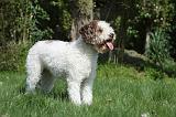 LAGOTTO 020